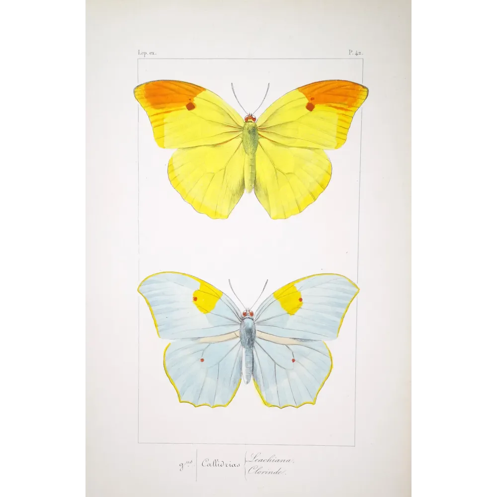 yellow-orange-butterflies-antique-engraving-1835