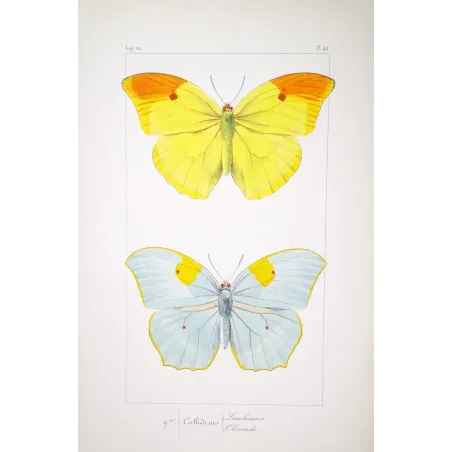 yellow-orange-butterflies-antique-engraving-1835
