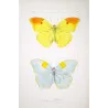 Yellow & Pale Blue Exotic Butterflies (Callidryas leachiana, Callidryas clorinde) – Hand-Col Engraving Pauquet (1835)