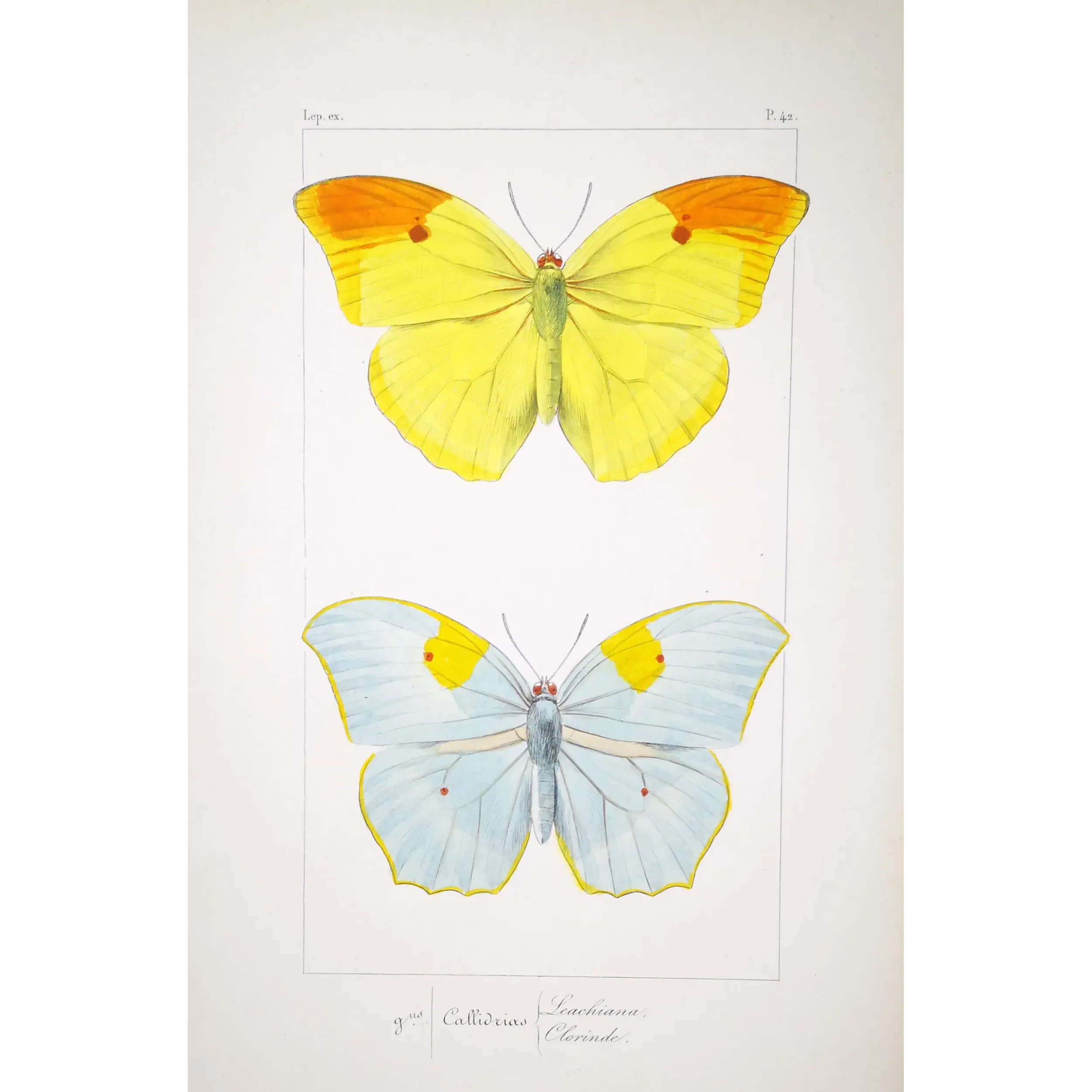 yellow-orange-butterflies-antique-engraving-1835