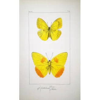 Yellow & Orange Butterflies – Antique Engraving by Pauquet (1835)