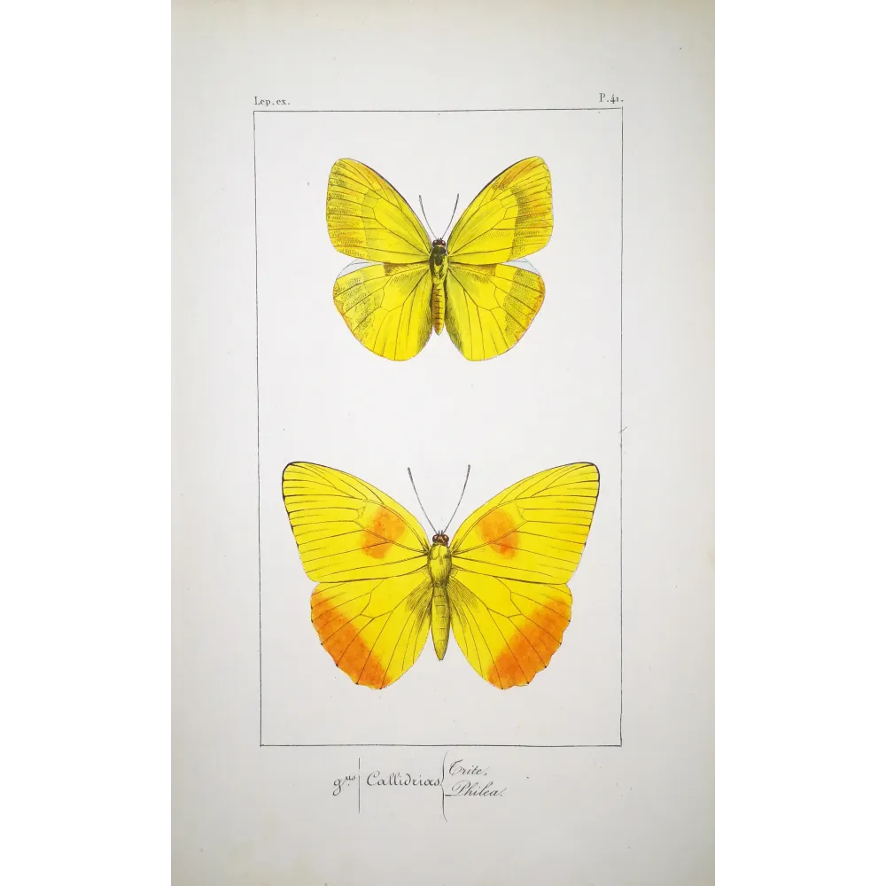 Yellow & Orange Butterflies – Antique Engraving by Pauquet (1835)