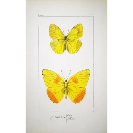 Yellow & Orange Butterflies – Antique Engraving by Pauquet (1835)