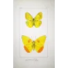Yellow & Orange Sulphur Exotic Butterflies (Callidryas eubule, Callidryas philea) – Hand-Colored Engraving Pauquet (1835)