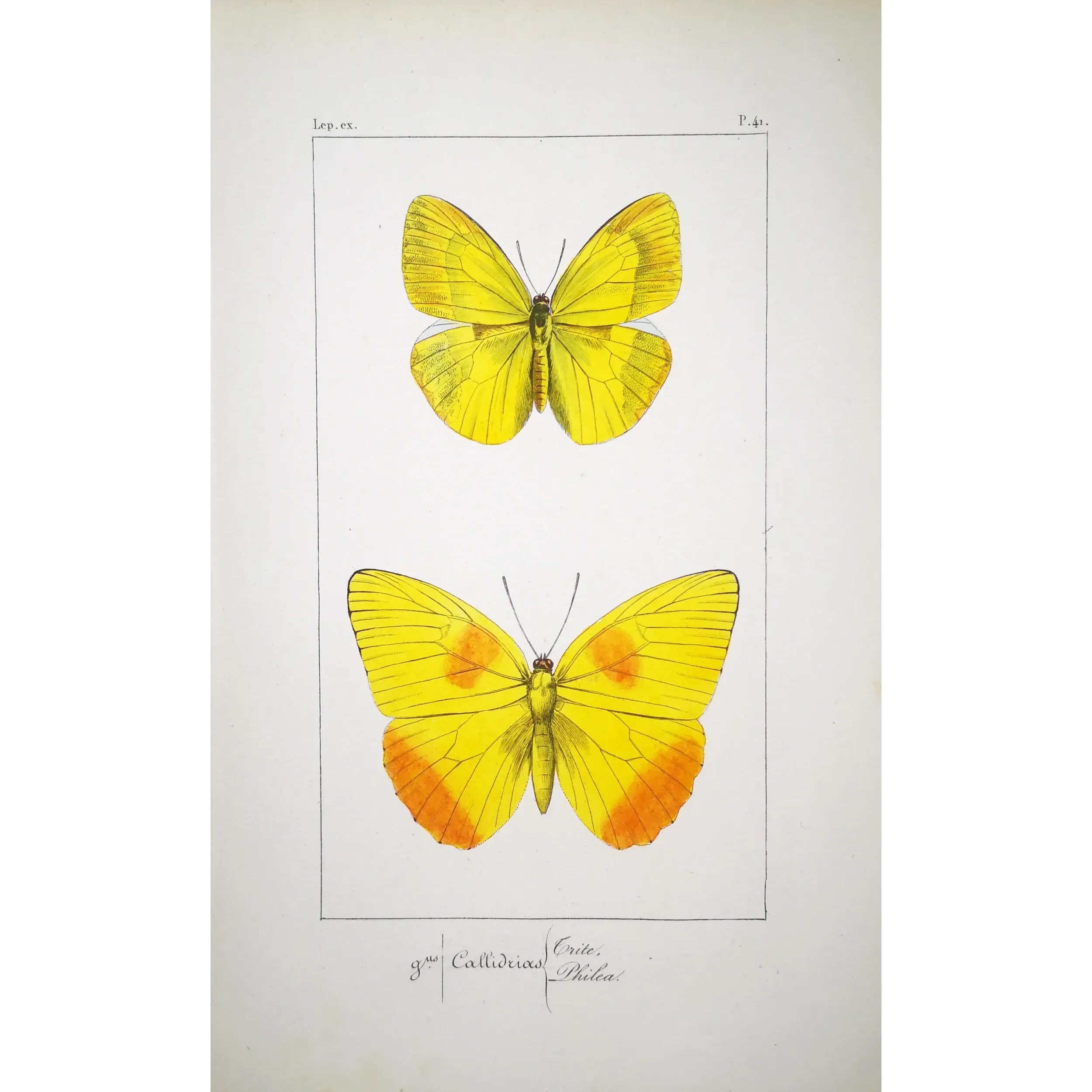 Yellow & Orange Butterflies – Antique Engraving by Pauquet (1835)