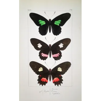 Black & Multicolor Butterflies – Pauquet Antique Engraving (1835)
