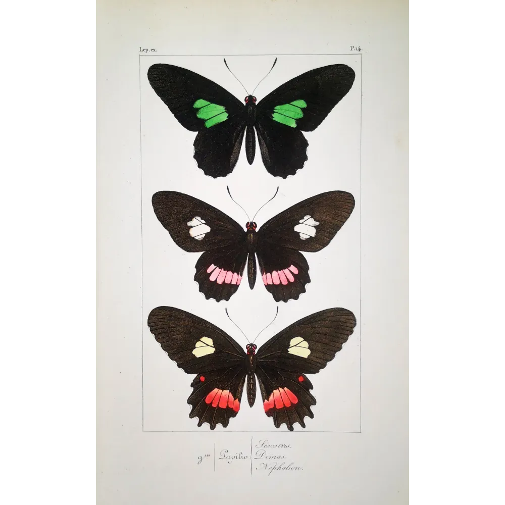 Black & Multicolor Butterflies – Pauquet Antique Engraving (1835)