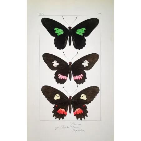Black & Multicolor Butterflies – Pauquet Antique Engraving (1835)