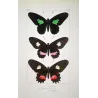 Exotic Butterflies (Papilio sesostris, dimas, nephalion) – Antique Engraving (1835) - Pauquet