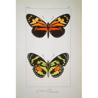 Red Postman & Postman Butterflies – Antique Hand-Colored Engraving (1835)