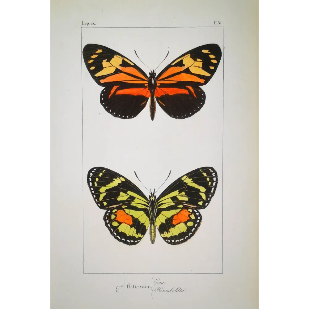 Red Postman & Postman Butterflies – Antique Hand-Colored Engraving (1835)