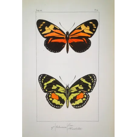Red Postman & Postman Butterflies – Antique Hand-Colored Engraving (1835)