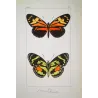 Red Postman & Postman Butterflies (Heliconius erato, Heliconius melpomene) – Antique Hand-Colored Engraving (1835)