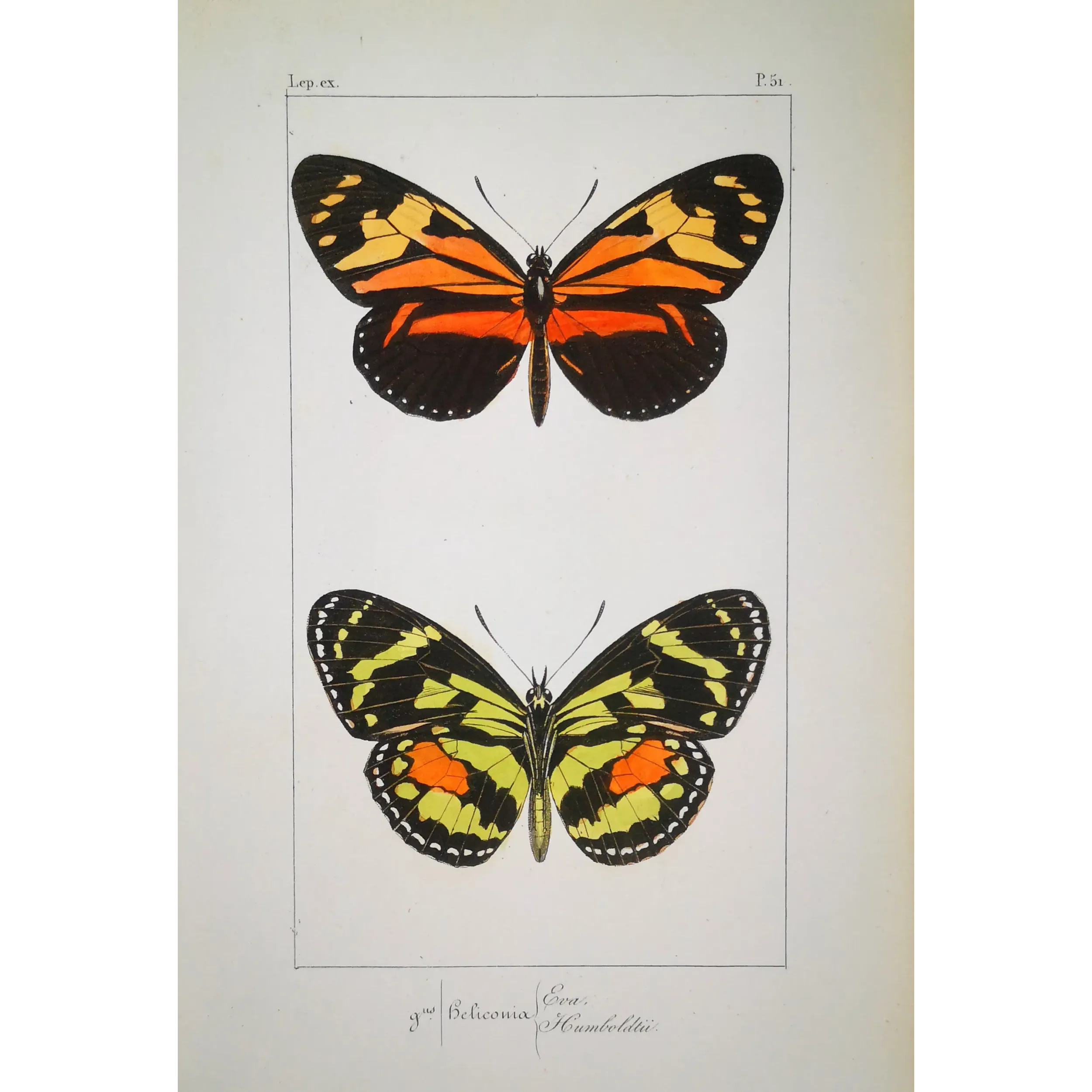 Red Postman & Postman Butterflies – Antique Hand-Colored Engraving (1835)