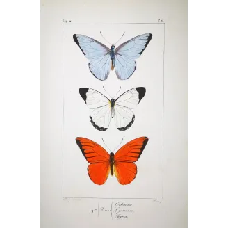 White, Blue & Red Butterflies – Antique Hand-Colored Engraving (1835)