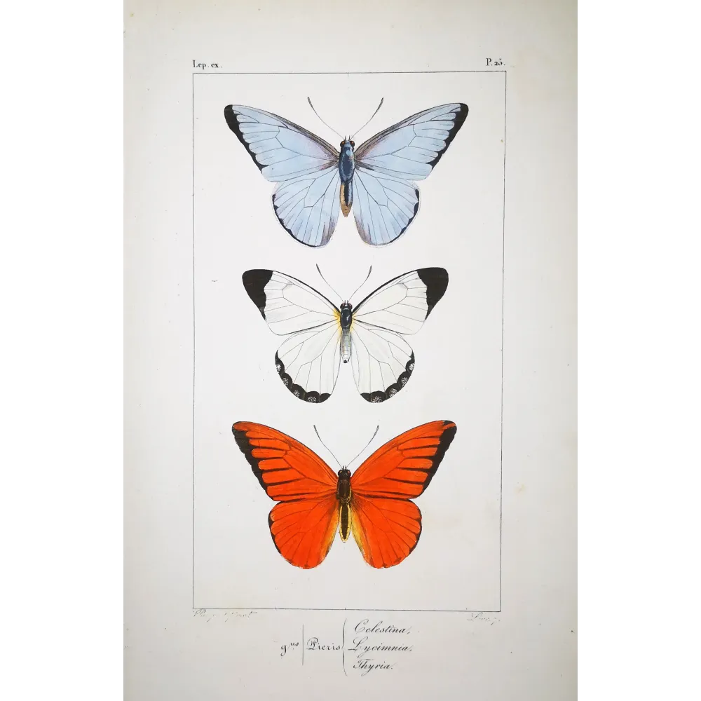 White, Blue & Red Butterflies – Antique Hand-Colored Engraving (1835)