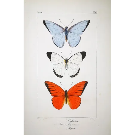 White, Blue & Red Butterflies – Antique Hand-Colored Engraving (1835)