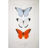 Exotic Butterflies (Pieris lycimnia, Celestina sp., Thyria sp.) – Antique Hand-Colored Engraving (1835)