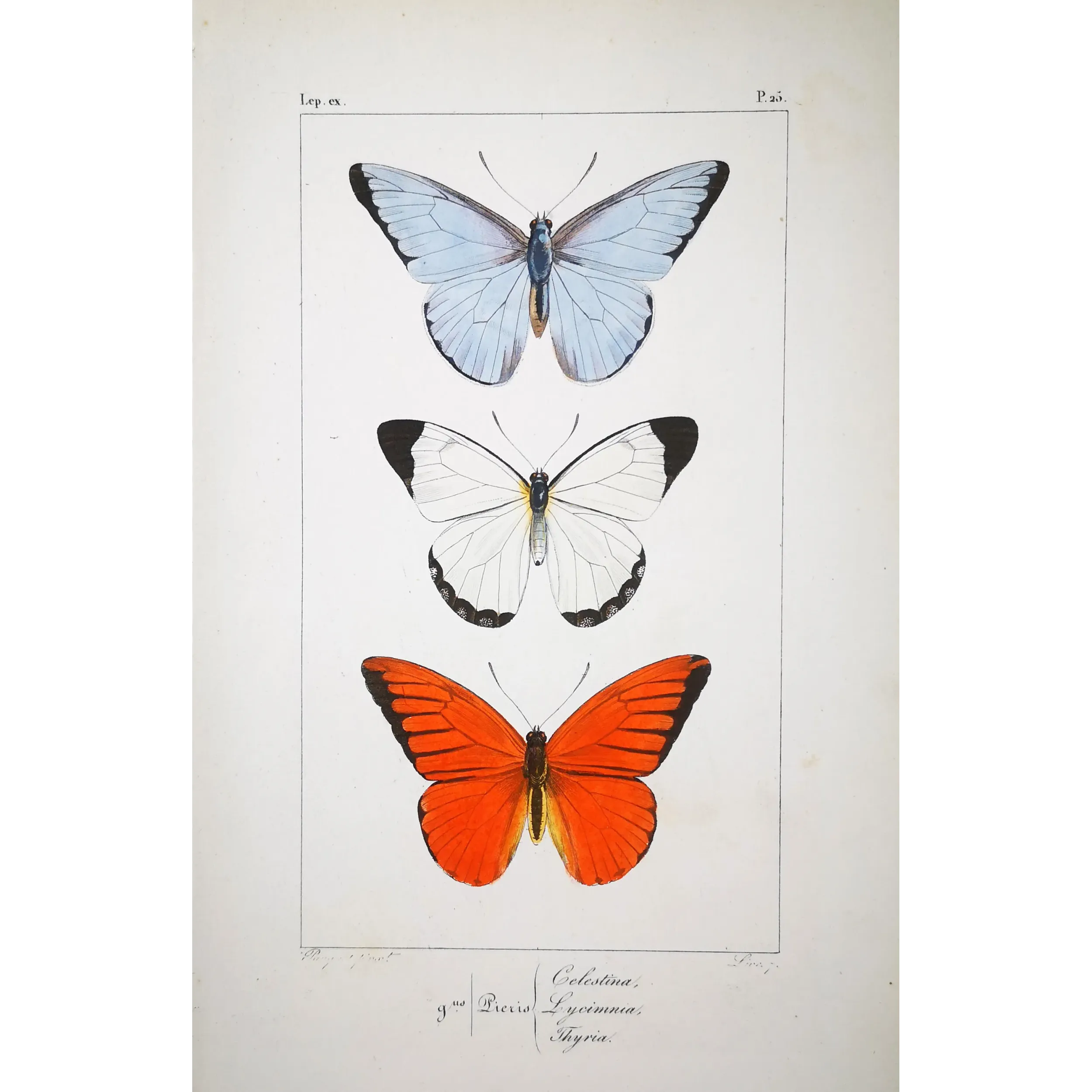 White, Blue & Red Butterflies – Antique Hand-Colored Engraving (1835)