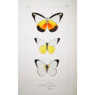 White Butterflies – Antique Hand-Colored Engraving (1835)