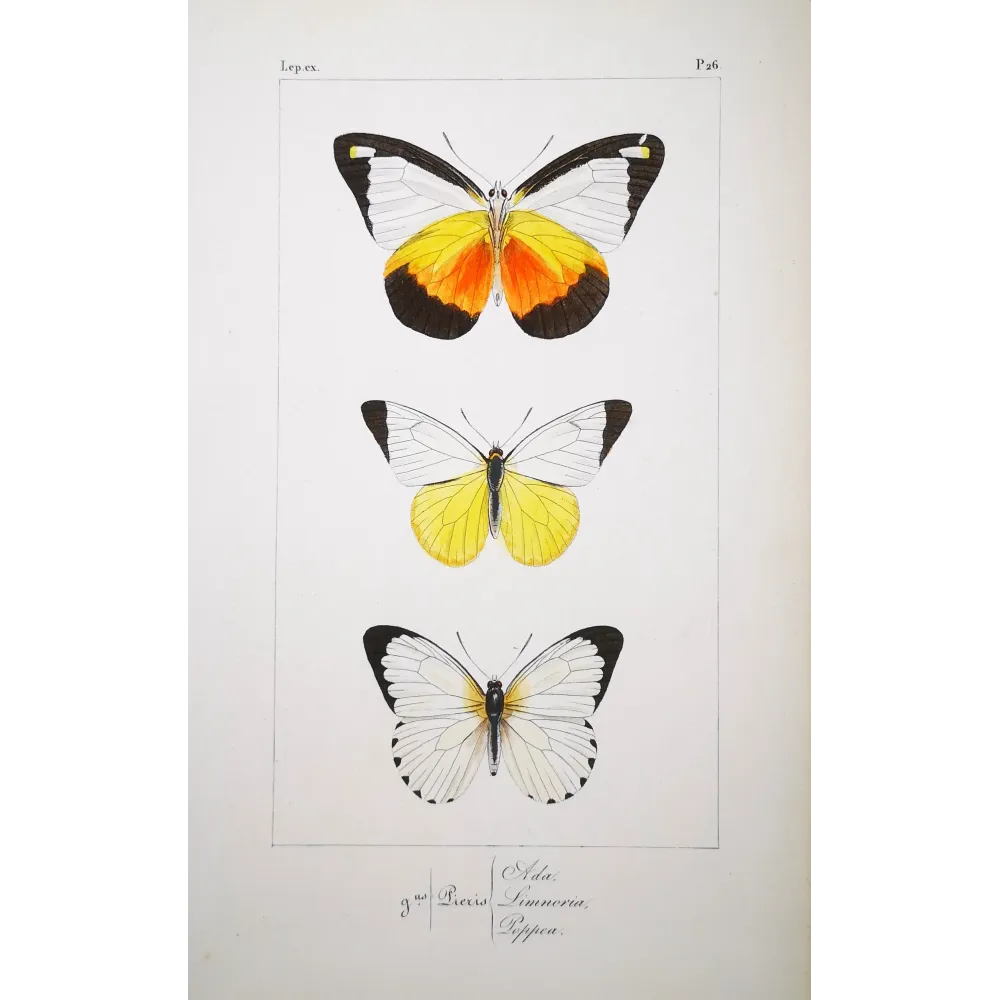 White Butterflies – Antique Hand-Colored Engraving (1835)