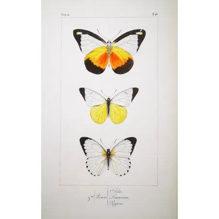 White Butterflies – Antique Hand-Colored Engraving (1835)