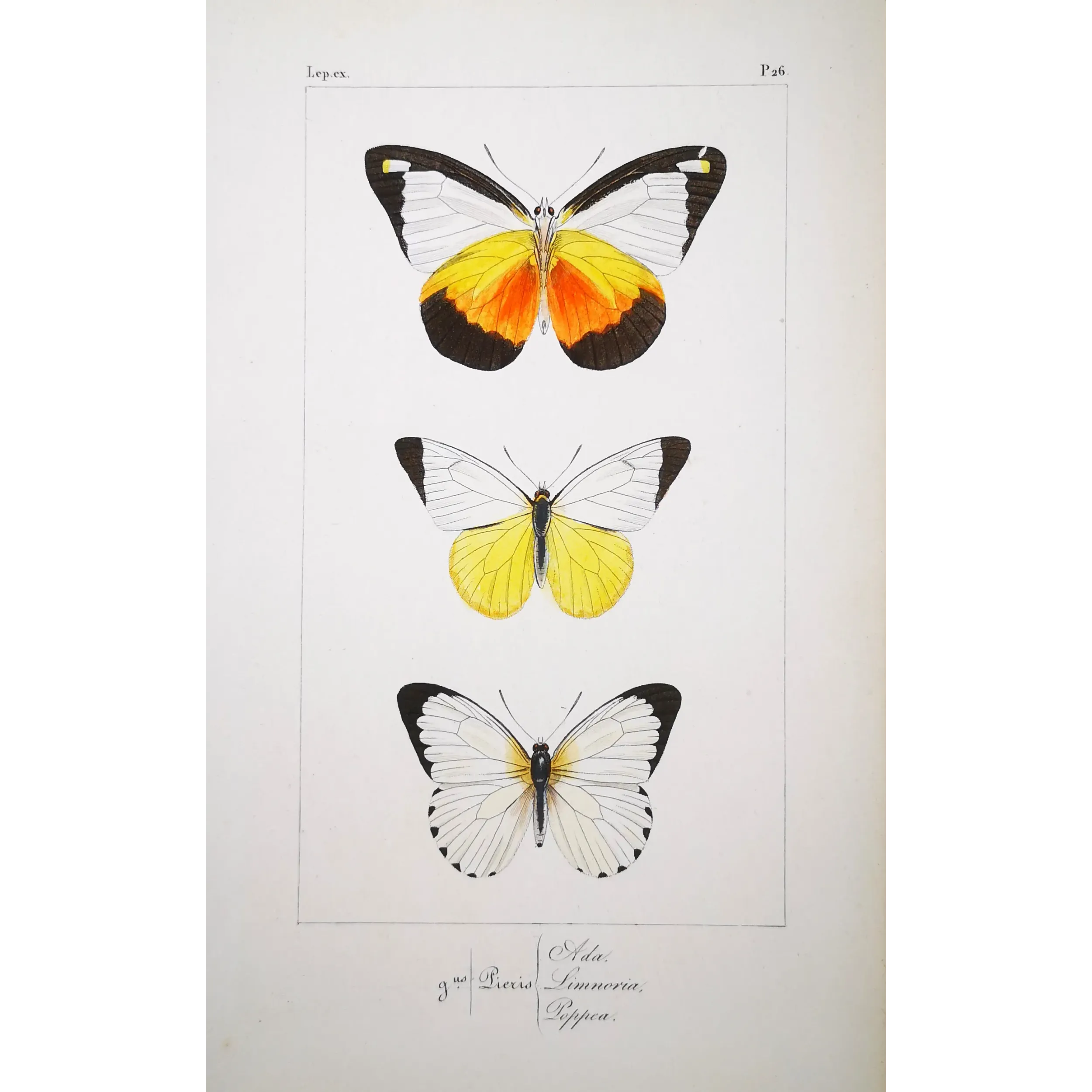 White Butterflies – Antique Hand-Colored Engraving (1835)