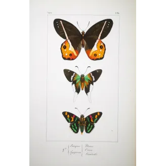 Multicolored Butterflies – Antique Hand-Colored Engraving (1835)