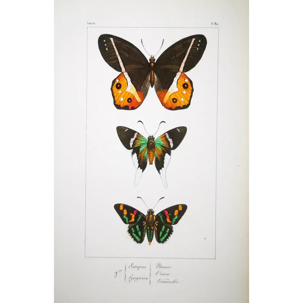 Multicolored Butterflies – Antique Hand-Colored Engraving (1835)