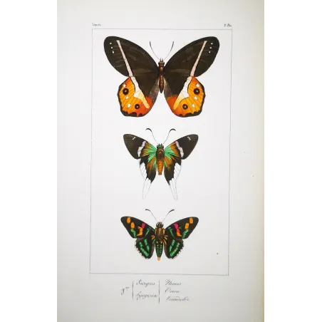 Multicolored Butterflies – Antique Hand-Colored Engraving (1835)