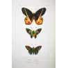 Brush-Footed & Skipper Butterflies (Nereis, Orion, versicolor) – Antique Hand-Colored Engraving (1835)