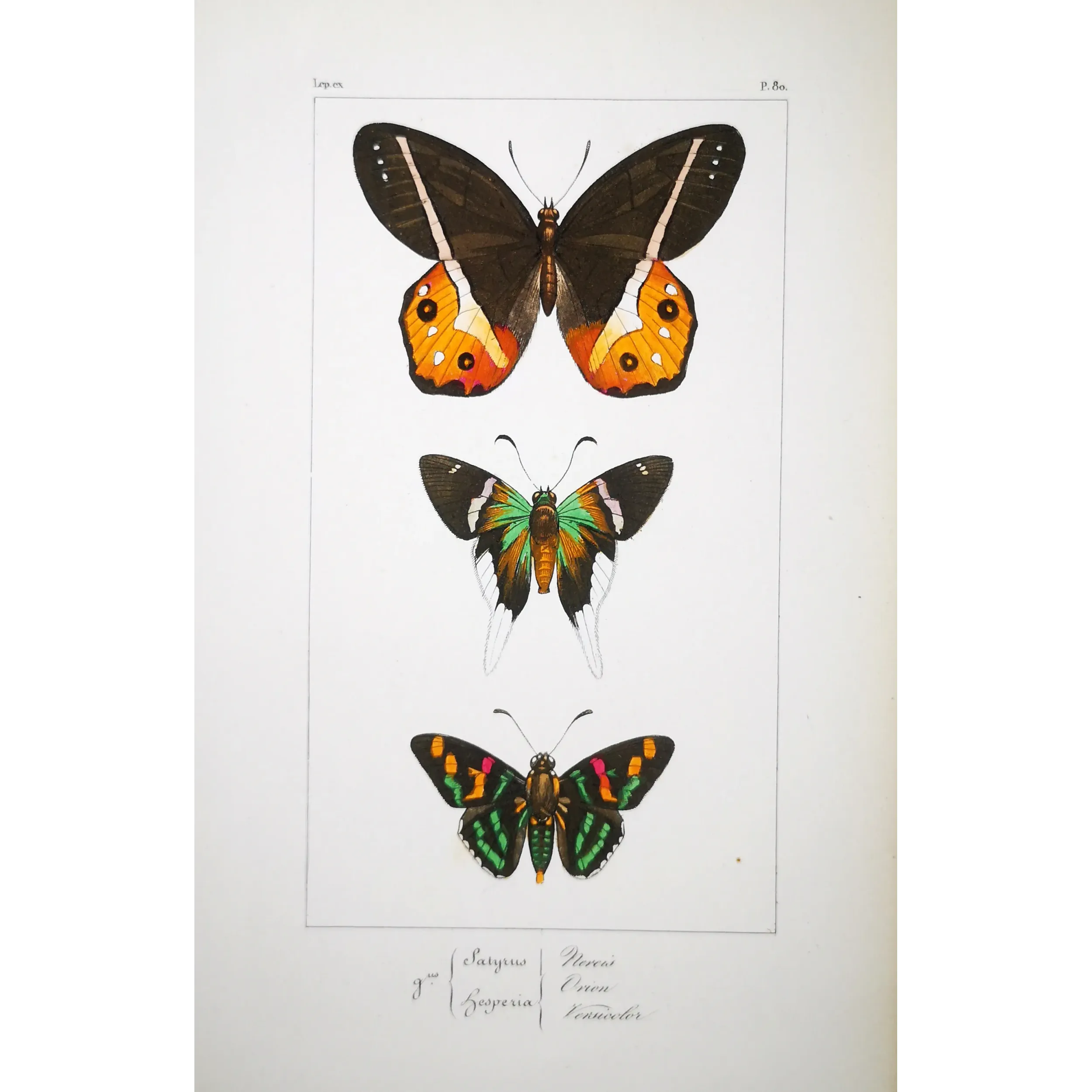 Multicolored Butterflies – Antique Hand-Colored Engraving (1835)