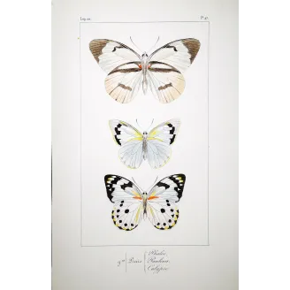 White Butterflies – Antique Hand-Colored Engraving (1835)