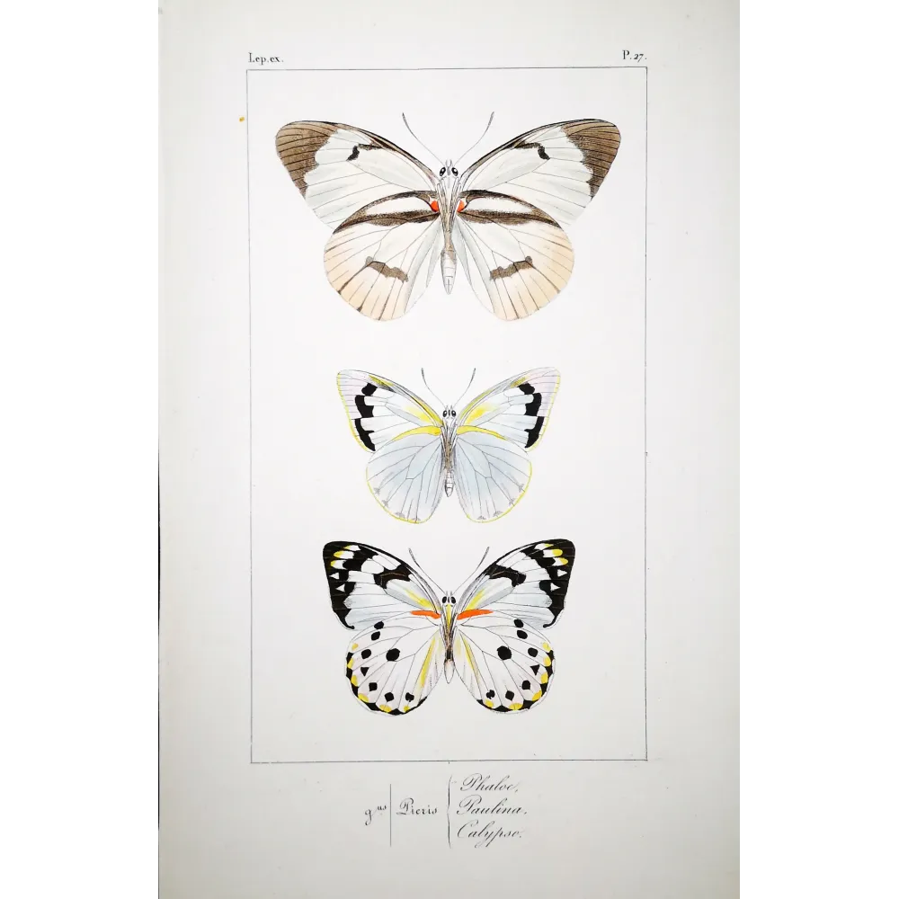 White Butterflies – Antique Hand-Colored Engraving (1835)