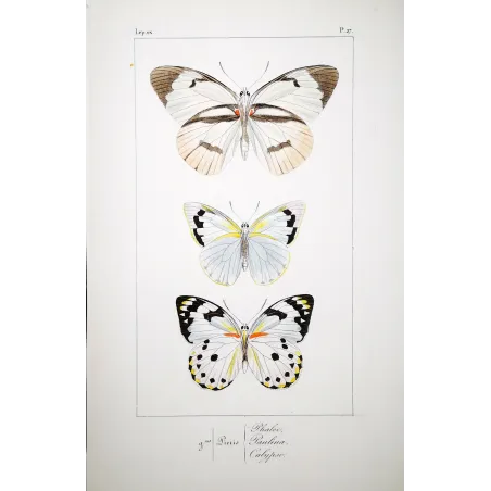White Butterflies – Antique Hand-Colored Engraving (1835)