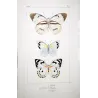 White Butterflies (Pieris phaloe, Pieris paulina, Pieris calypso) – Antique Hand-Colored Engraving (1835)