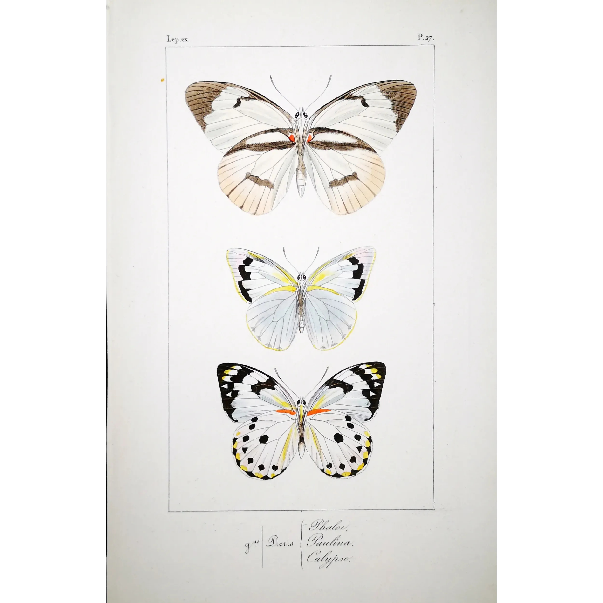 White Butterflies – Antique Hand-Colored Engraving (1835)