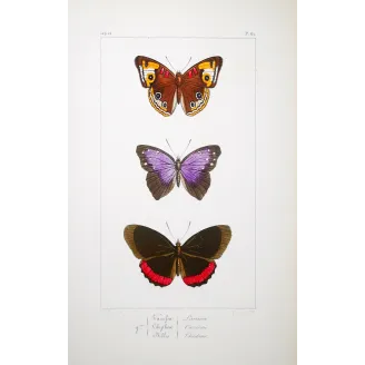 Red & Violet Butterflies – Antique Hand-Colored Engraving (1835)