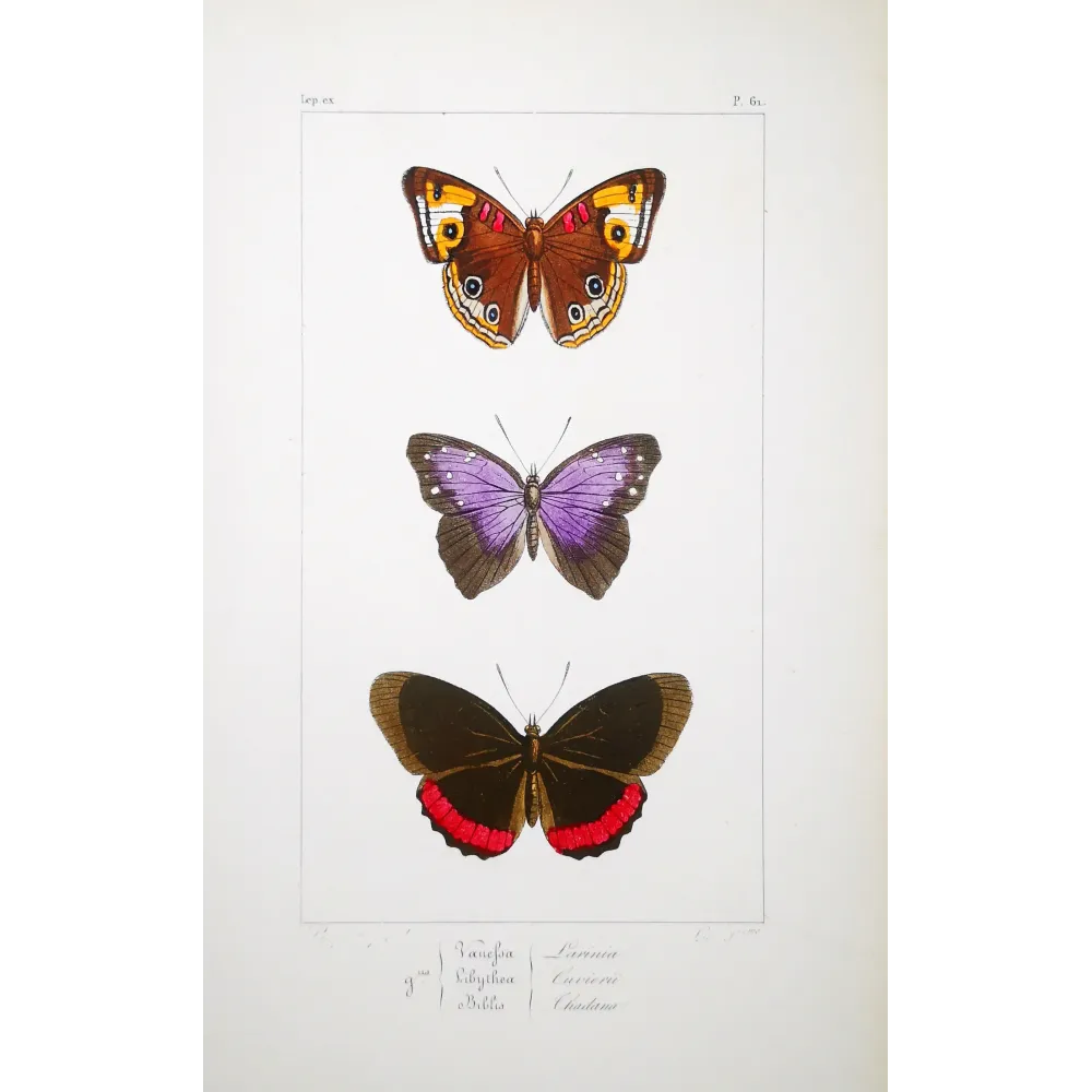 Red & Violet Butterflies – Antique Hand-Colored Engraving (1835)