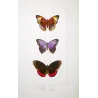 Brush-Footed Butterflies (Vanessa, Eurybia, Biblis) – Antique Hand-Colored Engraving (1835)