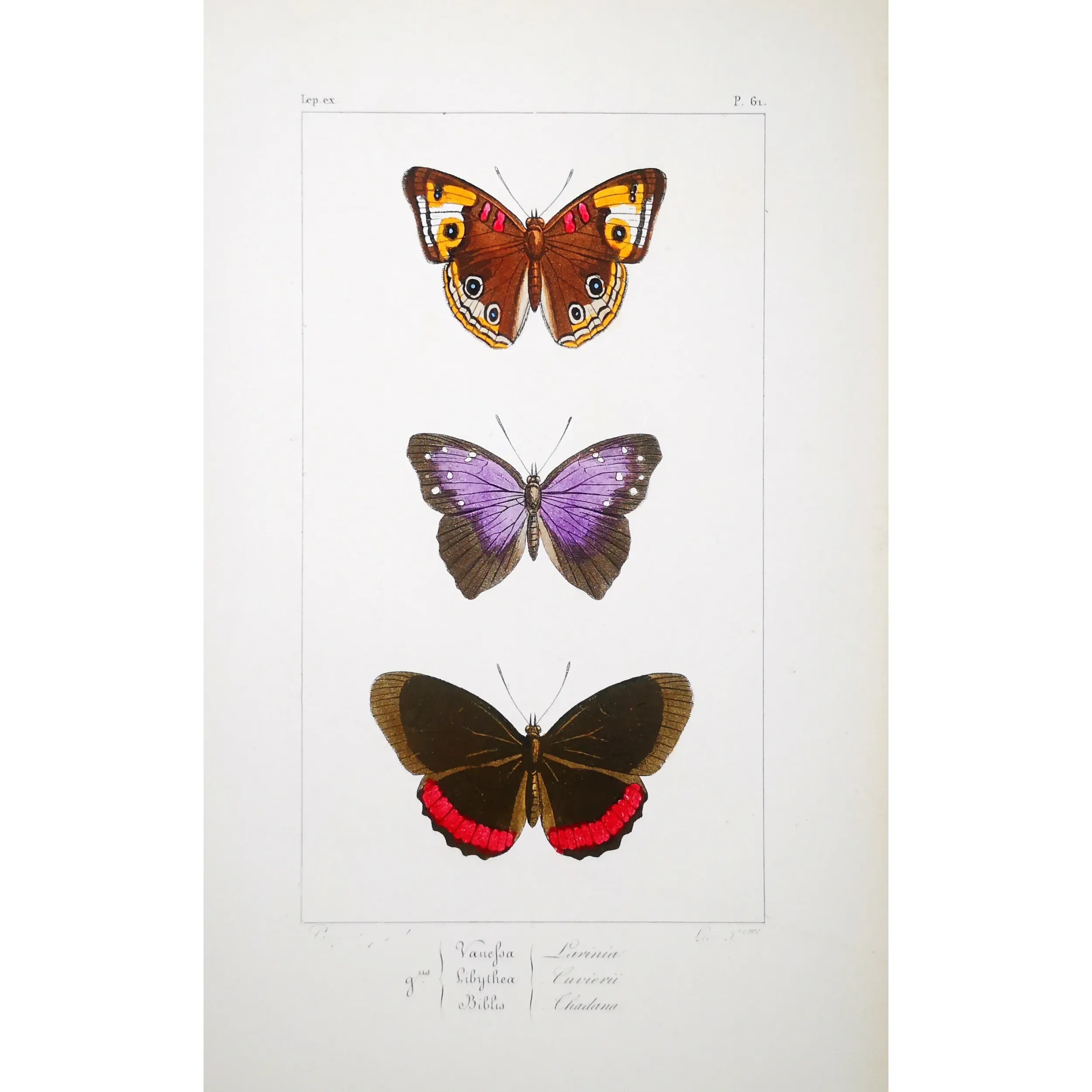 Red & Violet Butterflies – Antique Hand-Colored Engraving (1835)