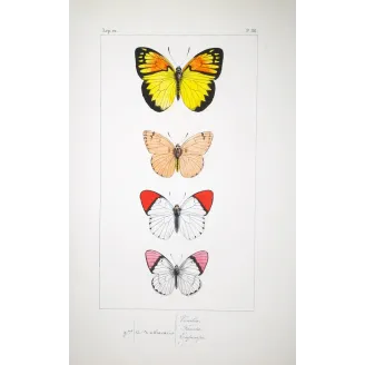 Orange-Tip Butterflies – Antique Hand-Colored Engraving (1835)