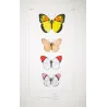 Orange-Tip Butterflies (Anthocharis venilia, fausta, eupompe) – Antique Hand-Colored Engraving (1835)