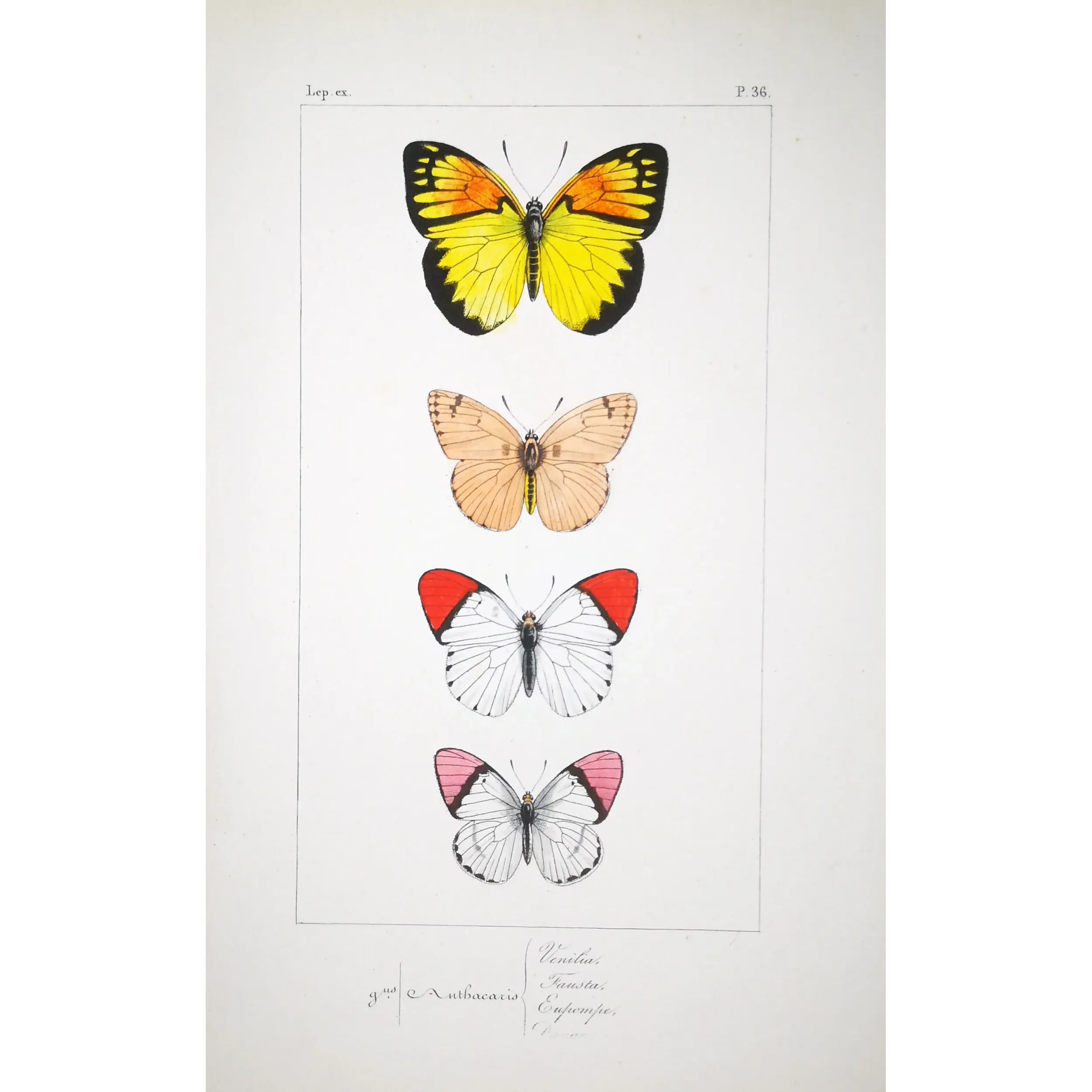 Orange-Tip Butterflies – Antique Hand-Colored Engraving (1835)
