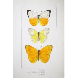Yellow Butterflies – Antique Hand-Colored Engraving (1835)