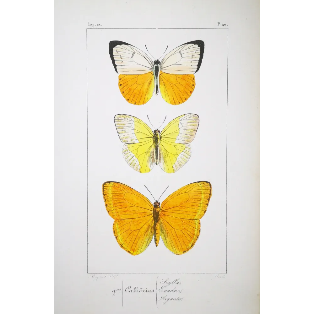 Yellow Butterflies – Antique Hand-Colored Engraving (1835)