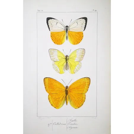 Yellow Butterflies – Antique Hand-Colored Engraving (1835)