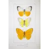 Emigrant Butterflies (Catopsilia scylla, evadne, argante) – Antique Hand-Colored Engraving (1835)