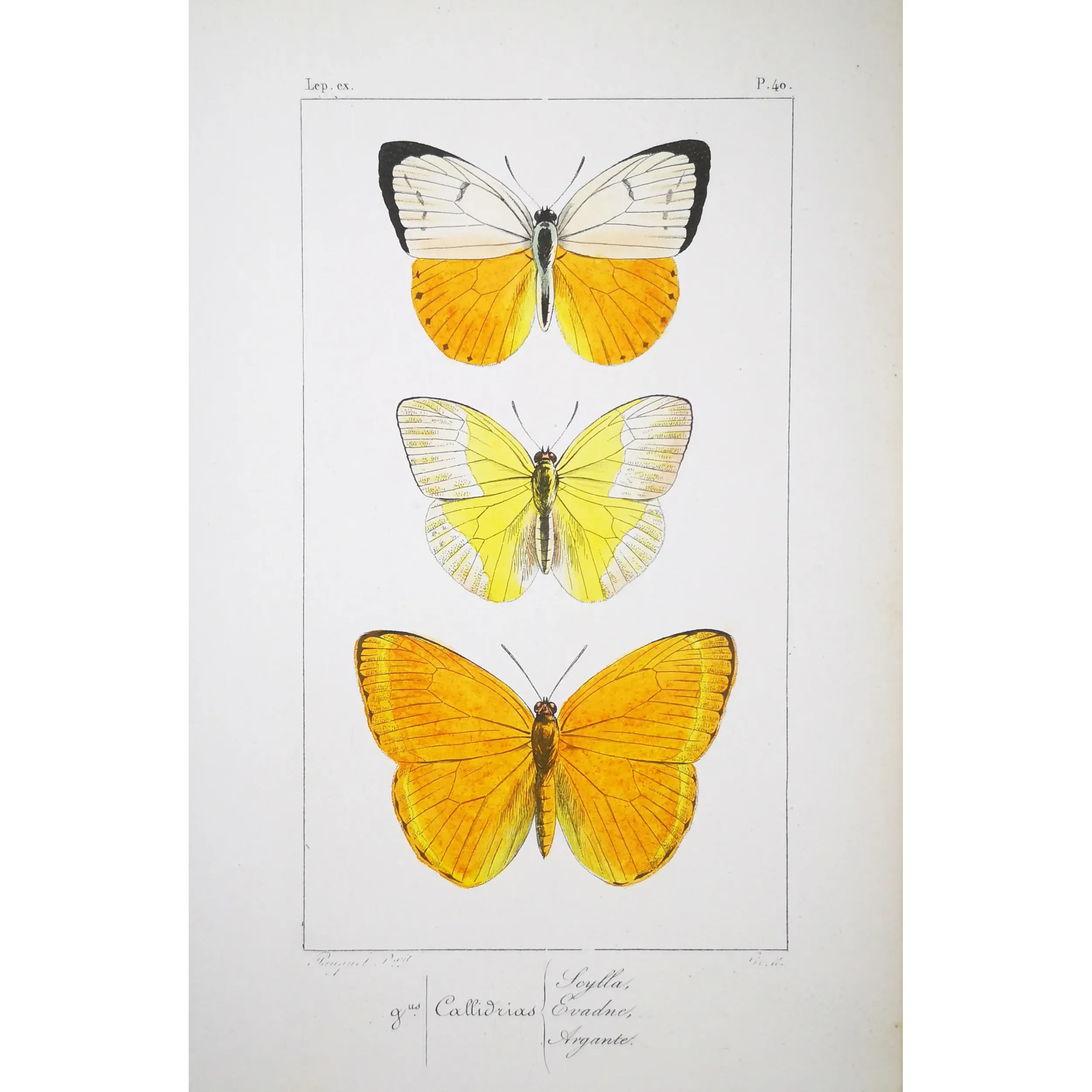 Yellow Butterflies – Antique Hand-Colored Engraving (1835)