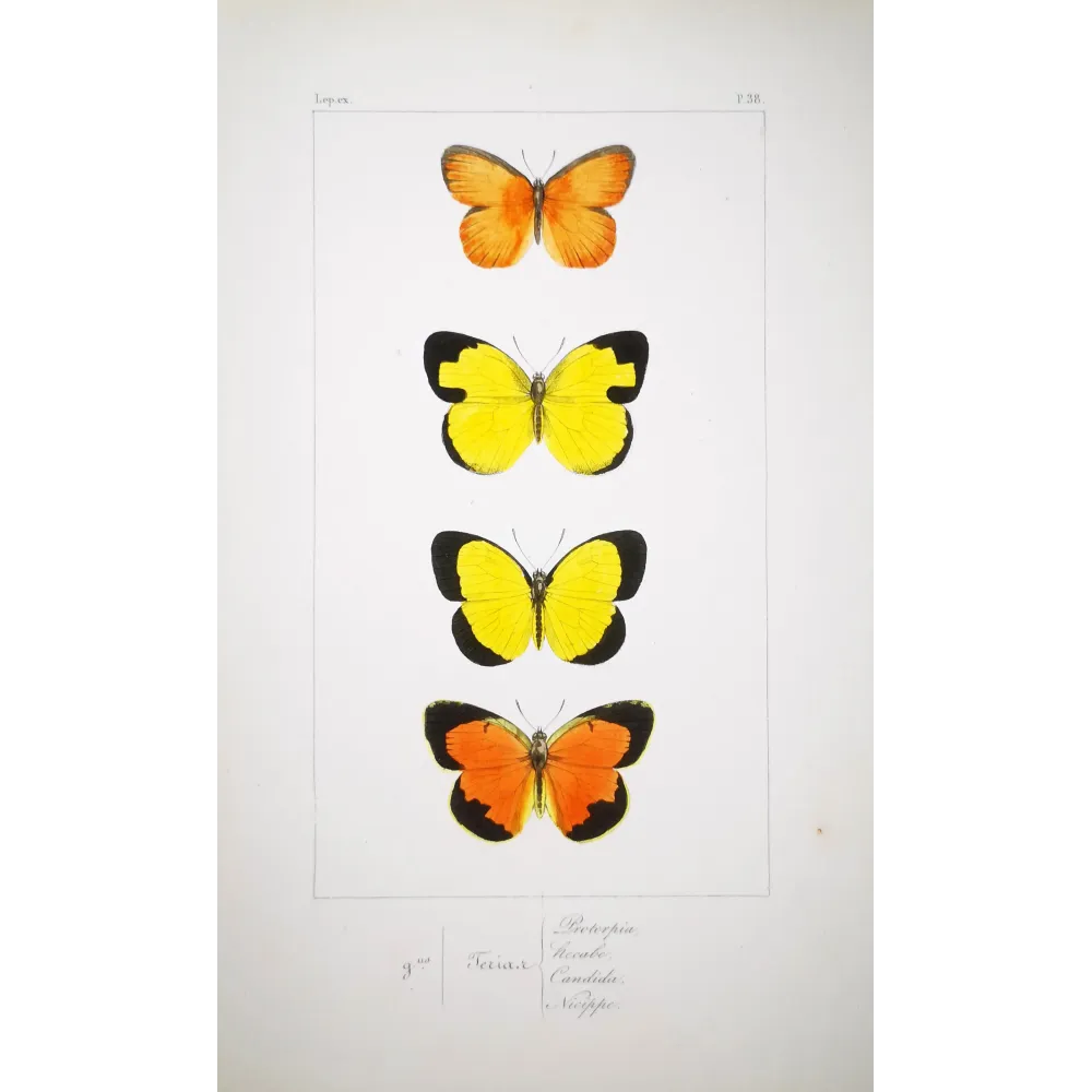 Yellow & Orange Butterflies – Antique Hand-Colored Engraving (1835)